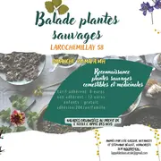 Balade reconnaissance plantes sauvages comestibles et médicinales