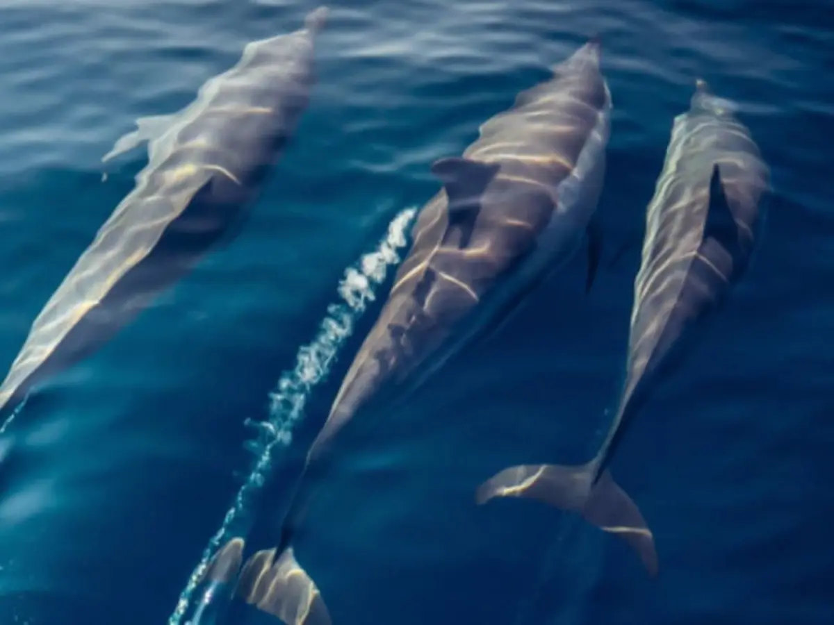 Balade safari marin à La Réunion (97)