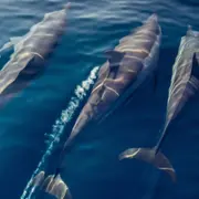 Balade safari marin à La Réunion (97)