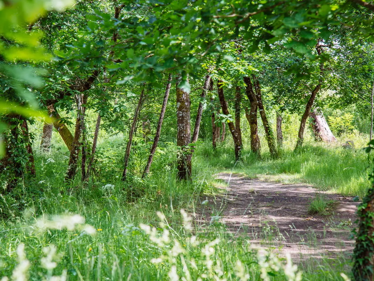 Balade sensorielle et immersive en forêt