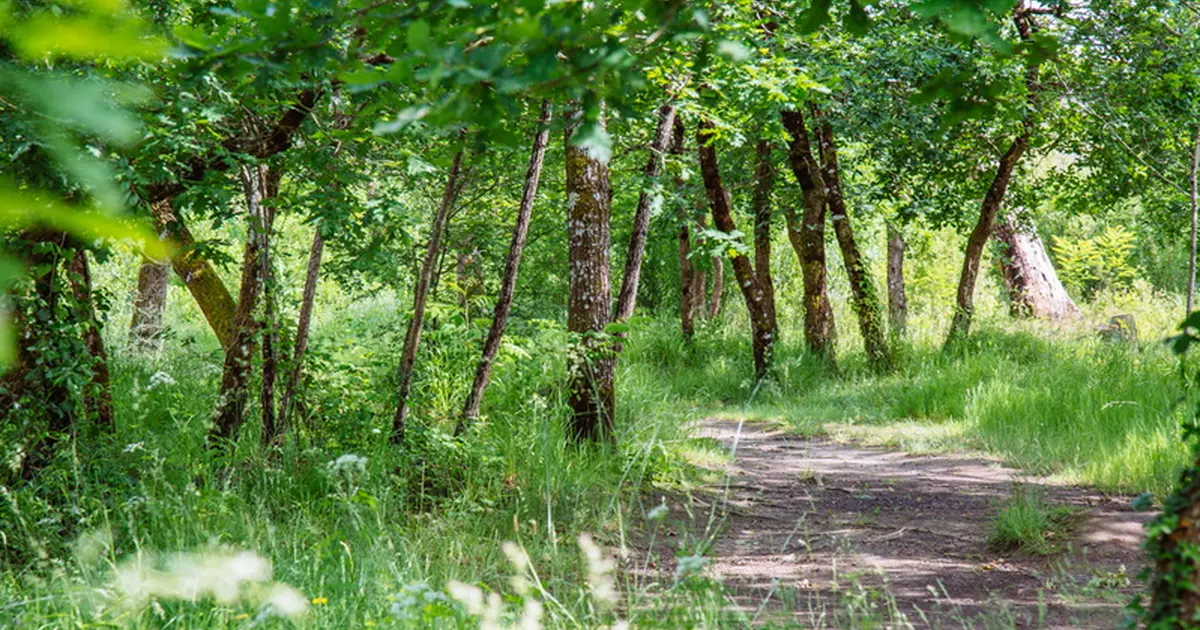 Balade sensorielle et immersive en forêt