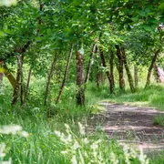 Balade sensorielle et immersive en forêt
