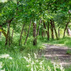 Balade sensorielle et immersive en forêt