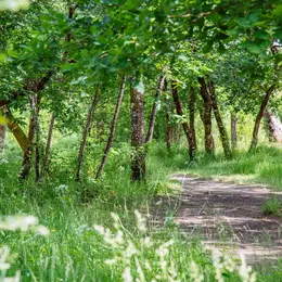 Balade sensorielle et immersive en forêt