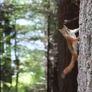 Balade sur la piste de l'écureuil