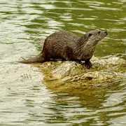 Balade sur la piste de la loutre d’Europe à Monteils avec Anthony Vieillard