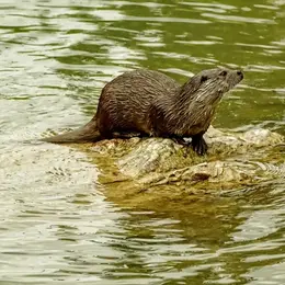 Balade sur la piste de la loutre d’Europe à Monteils avec Anthony Vieillard