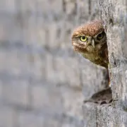 Balade sur les traces du vivant : entre pierres et nature