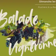 Balade Vigneronne