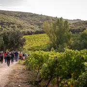 Balade Vigneronne