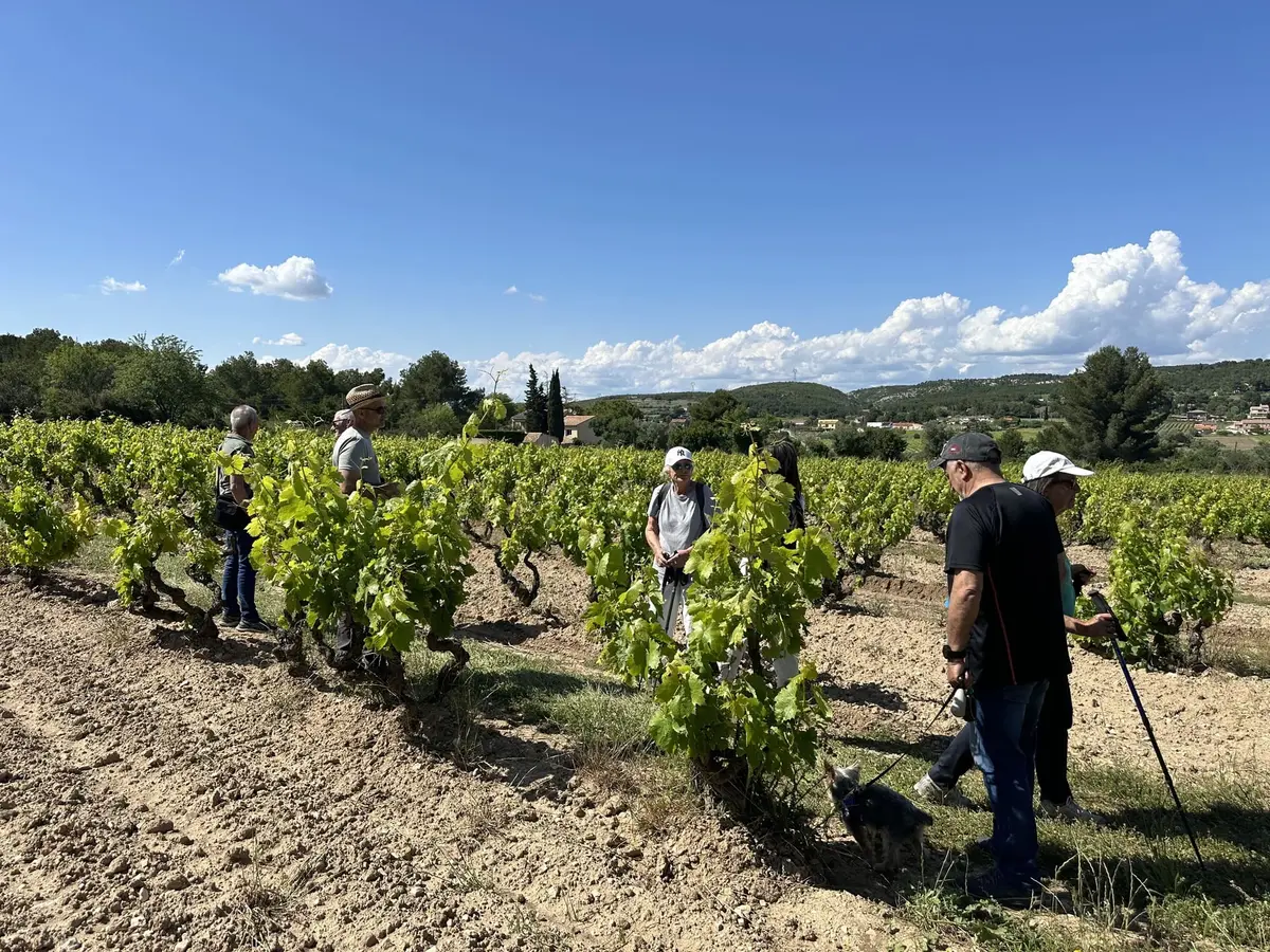 Balade vigneronne au coeur des vignes