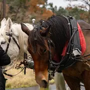 Balades à poney ● Noël 2025
