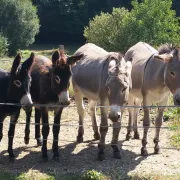 Balades avec des ânes à St Germain Les Belles