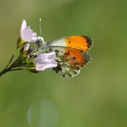 Balades Cultures et Nature : Cadouin: quand les moines observent les insectes