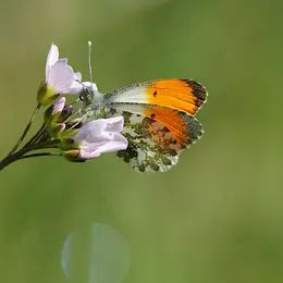 Balades Cultures et Nature : Cadouin: quand les moines observent les insectes