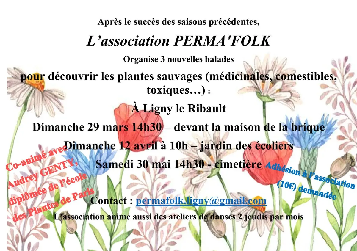 Balades découverte des plantes sauvages