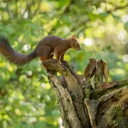 Balades improvisées