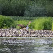 Balades improvisées