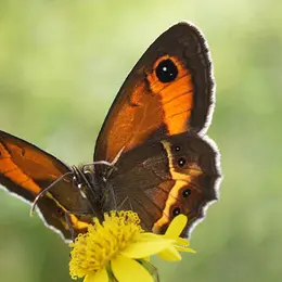Balades Naturalistes Du Mardi