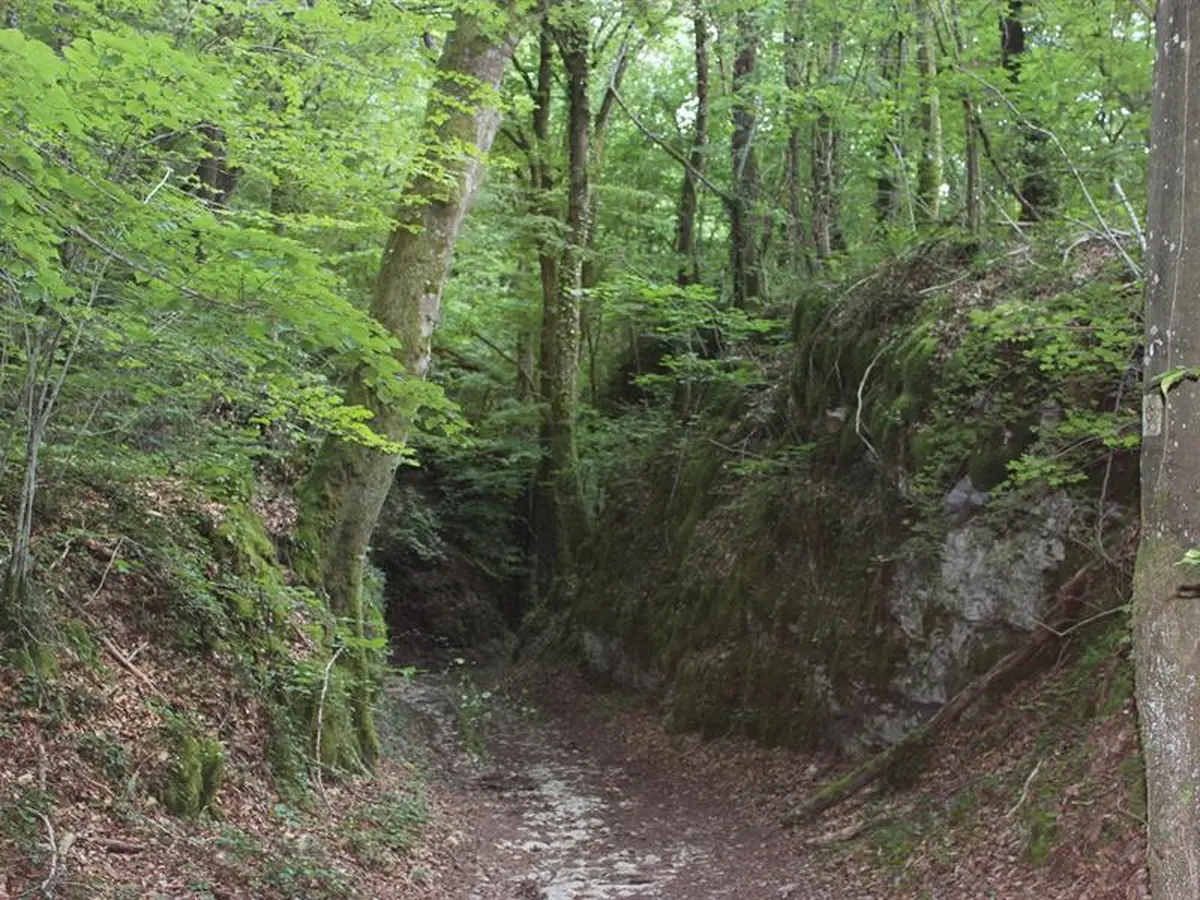 Balades nature en Petite Suisse Lorraine