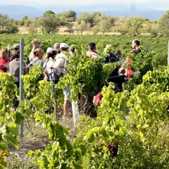 Balades Vigneronnes En Grand Carcassonne - Château L’amiral
