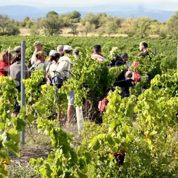 Balades Vigneronnes En Grand Carcassonne - Château L’amiral