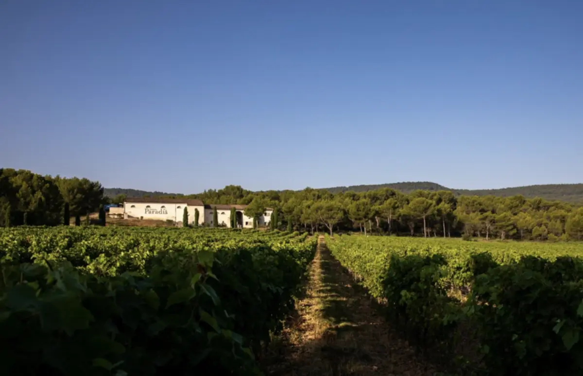 Ballades Immersives – Dégustation de vin et d’huile d’olive