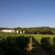 Ballades Immersives – Dégustation de vin et d’huile d’olive