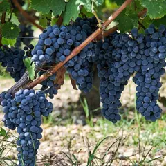 Banquet de vendanges au Château Haut-Bailly