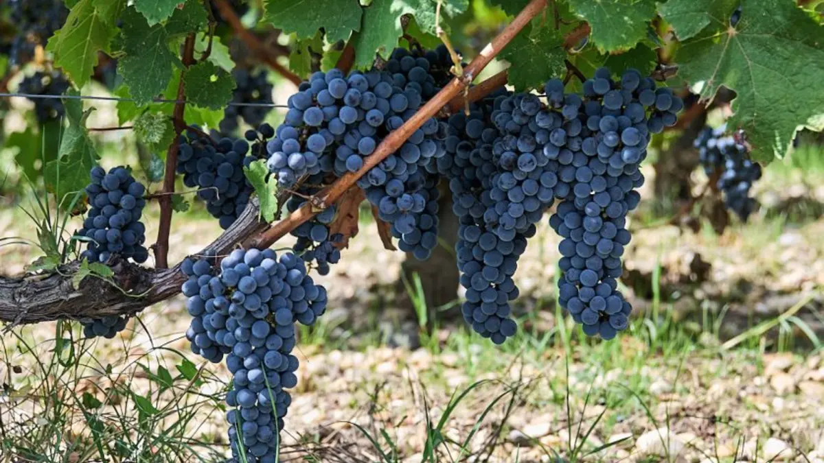 Banquet de vendanges dans les jardins du Château
