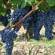Banquet de vendanges dans les jardins du Château
