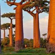 Baobab - Photos de Pascal MAITRE