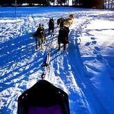 Bapt&ecirc;me de chiens de tra&icirc;neau &agrave; Camurac (11)