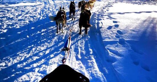 Bapt&ecirc;me de chiens de tra&icirc;neau &agrave; Camurac (11)