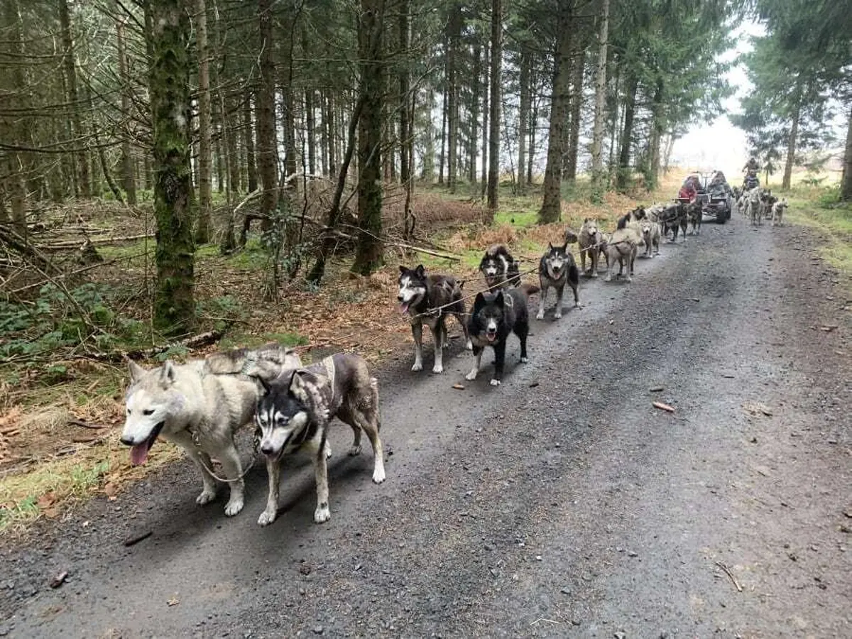 Baptême de kart à chiens près du Sancy : attelage de chiens de traîneau en plein nature