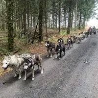 Baptême de kart à chiens près du Sancy : attelage de chiens de traîneau en plein nature DR
