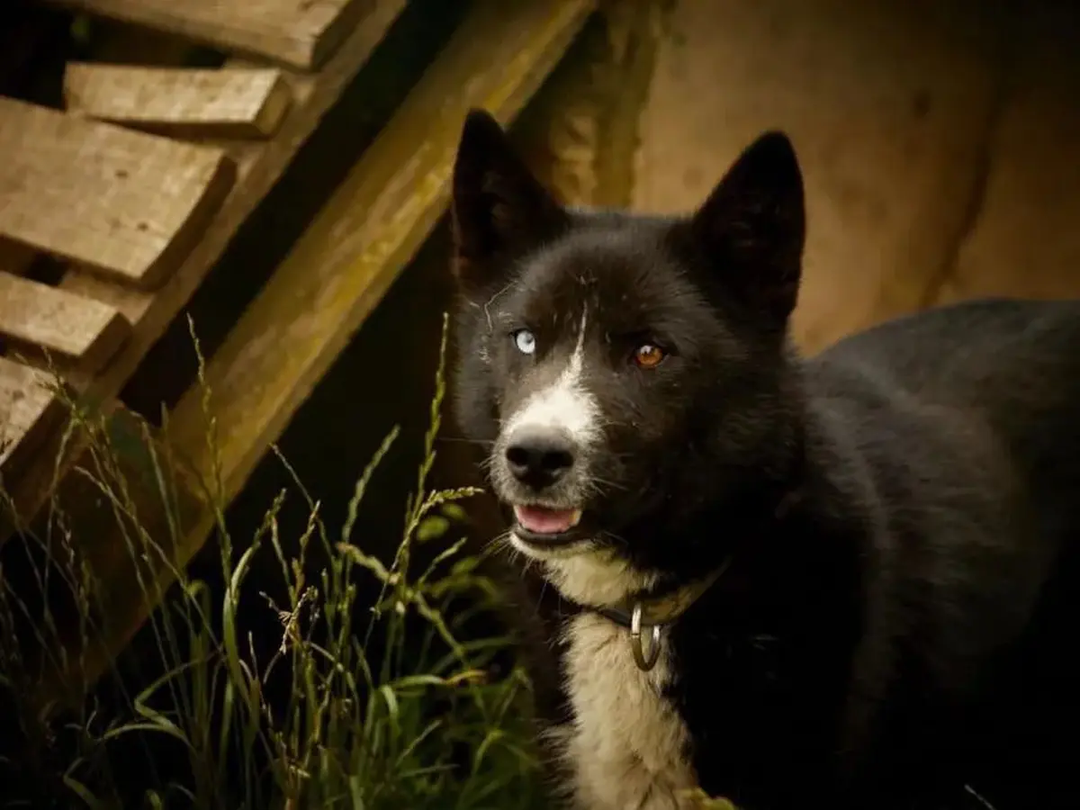 Baptême de kart à chiens près du Sancy 