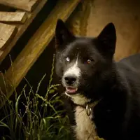 Baptême de kart à chiens près du Sancy  DR