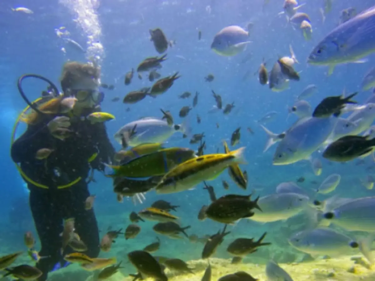 Baptême de plongée à Saint-Raphaël (83)