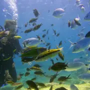 Baptême de plongée à Saint-Raphaël (83)