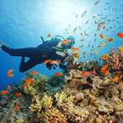 Baptême de plongée sous-marine en bouteille à Fréjus (83)