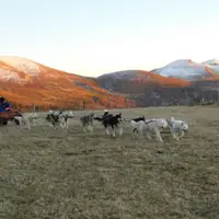 Baptême de kart à chiens près du Sancy  DR