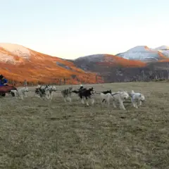 Baptême de kart à chiens près du Sancy (63) : aventure en pleine nature avec attelage canin