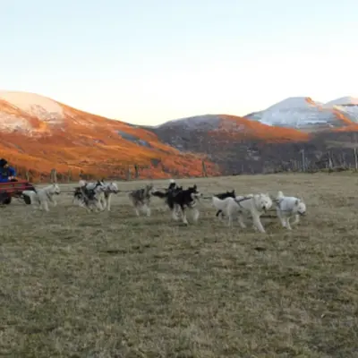 Baptême de kart à chiens près du Sancy