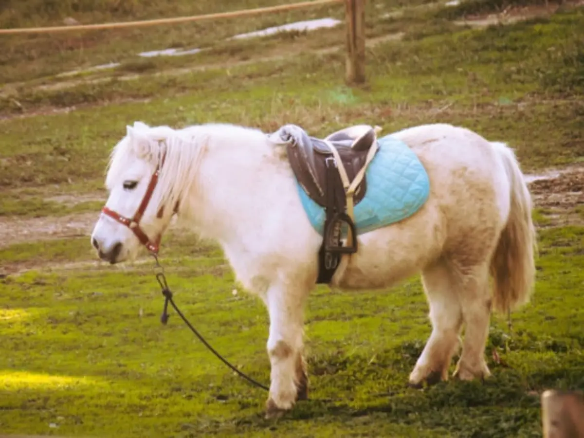 Baptême poney & visite de la ferme pédagogique à Mortargne (17)