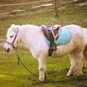 Baptême poney & visite de la ferme pédagogique à Mortargne (17)