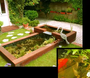 Jardin : Bassins, des biotopes à observer au quotidien