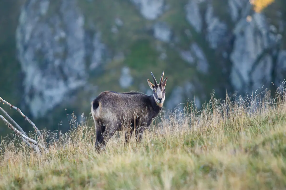 Sortie observation des chamois au Col de la Schlucht