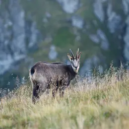 Sortie observation des chamois au Col de la Schlucht
