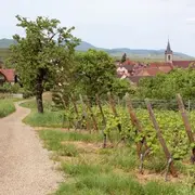 Le sentier des Grands Crus, vue imprenable sur le vignoble alsacien